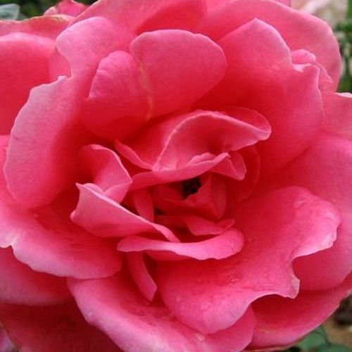 Comanda trandafiri online - Roz - trandafir teahibrid - trandafir cu parfum discret - Rosa William Shakespeare 2000 - David L. Armstrong - ,-